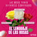 rosas-01